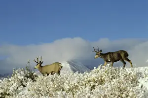 Mule Deer - bucks in Autumn. Snow is common in late September-October. Northern Rockies. MD446