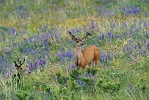 Images Dated 2nd June 2004: Mule Deer Bucks, Montana