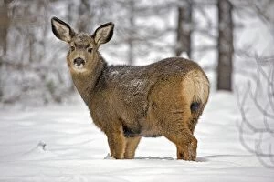 Mule Deer Doe in forest in deep snow