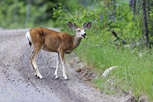 Images Dated 21st June 2013: Mule Deer - doe on woodland track Grand Teton National