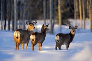 Mule Deer - doe with two young in winter meadow