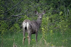 Bushes Gallery: Mule Deer - female in bushes watching, typically