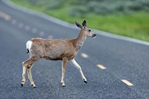 Images Dated 18th June 2013: Mule Deer - female crossing road - Lamar Valley