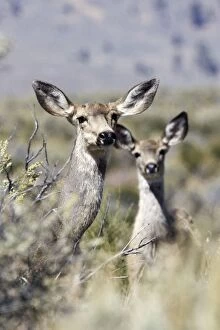 Images Dated 31st August 2005: mule deer. femelle et jeune