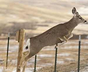 Adaptation Gallery: Mule deer jumps fencing in the Adel Mountains