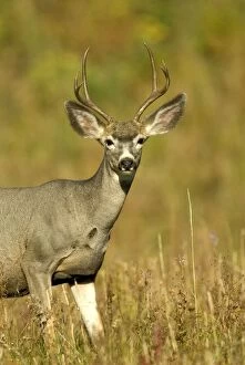 Mule Deer - Portrait head and front of body