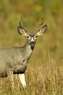 Mule Deer Portrait head and front of body Yellowstone NP. USA