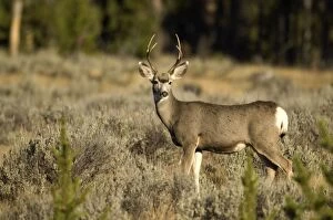 Images Dated 27th September 2007: Mule Deer Side view Yellowstone NP. USA