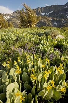Images Dated 15th July 2008: Mule Ears and lupins near Winnemucca Lake in the Sierra Nevada