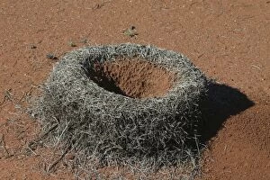 Images Dated 5th April 2003: Mulga Ant - Entomologists speculate that the raised walls around the nest entrance have evolved to