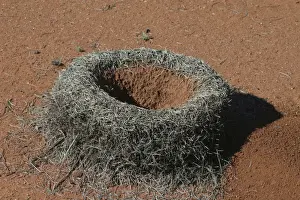 Home Prints: Mulga Ant - Entomologists speculate that the raised walls around the nest entrance have evolved to prevent flooding of