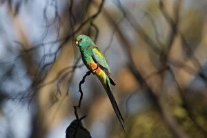 Images Dated 24th April 2008: Mulga Parrot male