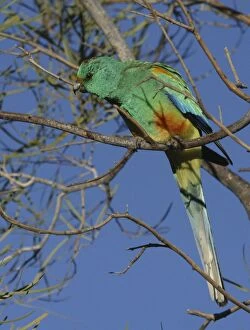 Images Dated 10th June 2004: Mulga parrot, male