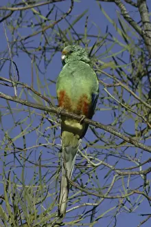 Mulga parrot, male. Alice Springs. Northern Territory, Australia. Psephotus varius © Don Hadden / ARDEA LONDON