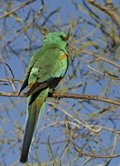 Images Dated 10th June 2004: Mulga Parrot Male Alice Springs. Northern Territory, Australia