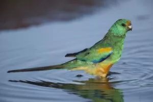 Images Dated 23rd March 2010: Mulga Parrot - male drinking at a small waterhole east of Ti Tree, Northern Territory, Australia