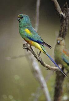 Mulga Parrot - Male. Usually lives close to water, in mallee-mulga and other inland scrubs