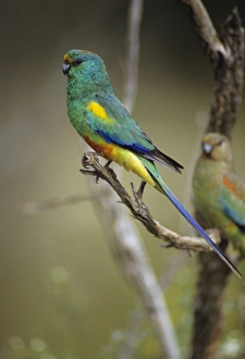 Mulga Parrot - Male. Usually lives close to water, in mallee-mulga and other inland scrubs Mulga Parrot - Male. Usually lives close to water, in mallee-mulga and other inland scrubs