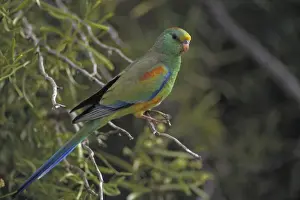 Mulga Parrot - South Australia - Lives close to water in malle-mulga and other inland shrubs-saltbush plains with trees and timbered inland watercourses - Nests on decayed debris in tree-hollows-often near the ground or in taller trees