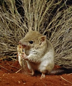 Mulgara / Crest-tailed marsupial mouse (Dasycercus
