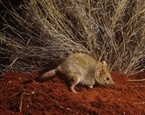 Images Dated 17th September 2009: Mulgara / Crest-tailed Marsupial Mouse