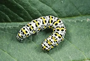 Caterpillar Prints: Mullen Moth - Caterpillar UK