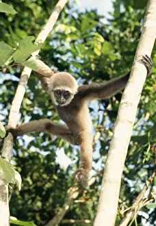 Muller's Gibbon
