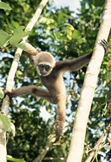 Mullers Gibbon - climbing in tree