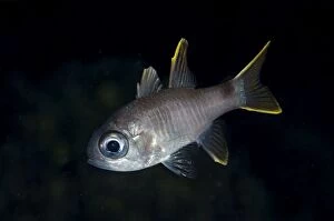 Barred Gallery: Multi-barred Cardinalfish during night dive Batu