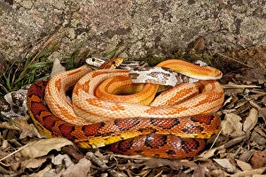 Images Dated 2nd June 2010: Multi Color Phase Corn Snakes, Elaphe guttata