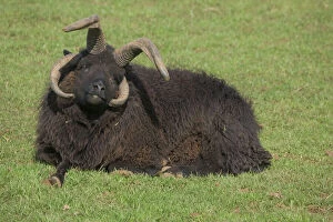 Farm Collection: Multi-horned Hebridean sheep (ram), UK - at the Cotswold Farm Park, Temple Guiting, Gloucestershire