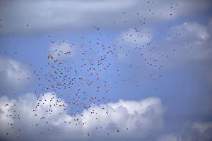 Multicolored balloons in sky