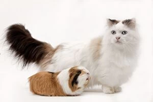 Images Dated 25th June 2012: Munchkin Cat - & Guinea Pig Munchkin Cat - & Guinea Pig
