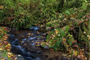 Falls Prints: Munson Creek Falls State Natural Site in autumn near Tillamook