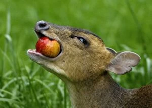 Muntjac - adult female feeding on apple in garden