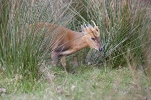 Images Dated 4th March 2012: Muntjac Deer - buck