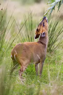 Muntjac Deer - doe feeding - Cornwall - UK