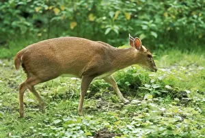 Muntjac Deer JD 16468 Side view Muntiacus reevesi &copy; John Daniels / ardea. com