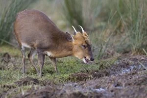 Images Dated 4th December 2012: Muntjac Deer - male