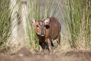 Images Dated 5th December 2012: Muntjac Deer - male