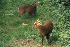 Images Dated 11th October 2007: Muntjac Deer - male & female