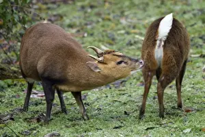 Sniffing Prints: Muntjac Deer - male and female ready to mate - Oxfordshire - November