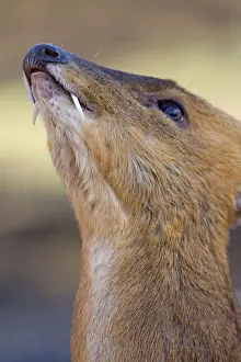 Muntjac Deer - male - UK