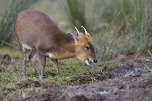 Muntjac Deer - male - UK