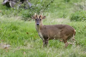 Muntjac Deer - male side view Bedfordshire UK