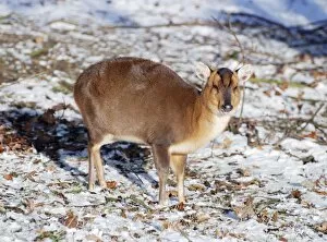 Muntjac Deer - in snow - naturalised in Britain