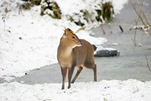 Ponds Collection: Muntjac - Male by frozen pond in snow - Oxon - UK - February