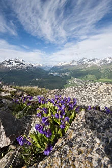 Muottas Muragl, Switzerland. Alpine flowers