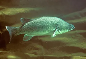 Images Dated 18th November 2008: Murray Cod - Murrumbidgee River near Canberra, Australian Capital Territory, Australia