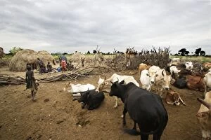 Mursi Tribe - village with cattle and woman working